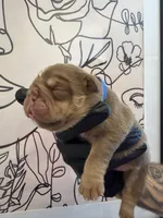 Bomber II, a male English Bulldog for sale in Scottsdale, AZ – Photo 6 of 9