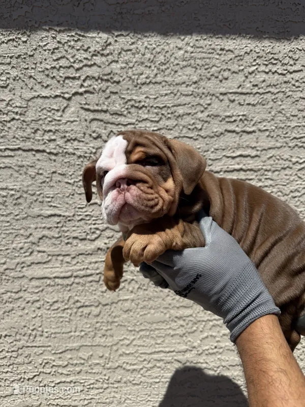 Bella – English Bulldog puppy for sale in Scottsdale, AZ