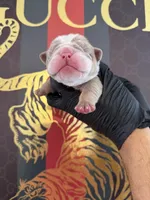 Max, a male English Bulldog for sale in Scottsdale, AZ – Photo 7 of 9