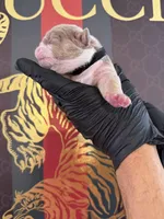 Max, a male English Bulldog for sale in Scottsdale, AZ – Photo 5 of 9