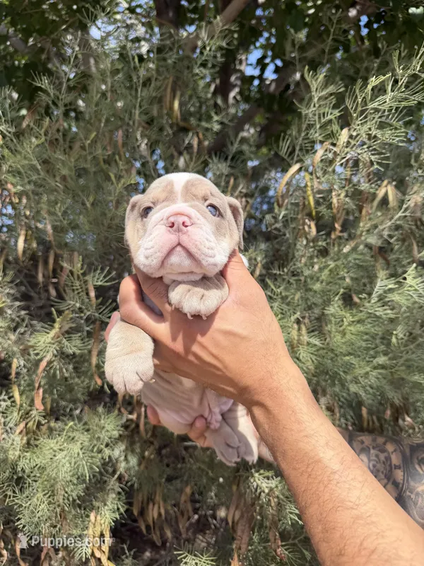 Max – English Bulldog puppy for sale in Scottsdale, AZ