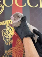 Max, a male English Bulldog for sale in Scottsdale, AZ – Photo 8 of 9