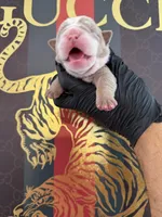 Max, a male English Bulldog for sale in Scottsdale, AZ – Photo 4 of 9