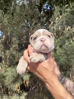 Max, a male English Bulldog for sale in Scottsdale, AZ – Photo 3 of 8