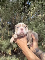 Max, a male English Bulldog for sale in Scottsdale, AZ – Photo 6 of 8