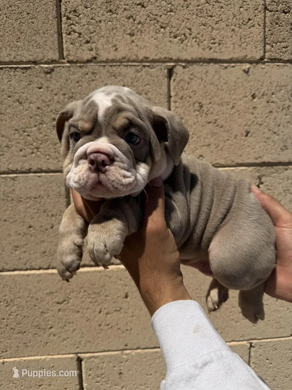 Max – English Bulldog puppy for sale in Scottsdale, AZ