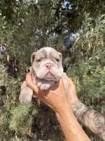 Max, a male English Bulldog for sale in Scottsdale, AZ – Photo 2 of 8