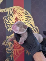 Max, a male English Bulldog for sale in Scottsdale, AZ – Photo 6 of 9