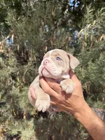 Max, a male English Bulldog for sale in Scottsdale, AZ – Photo 8 of 8