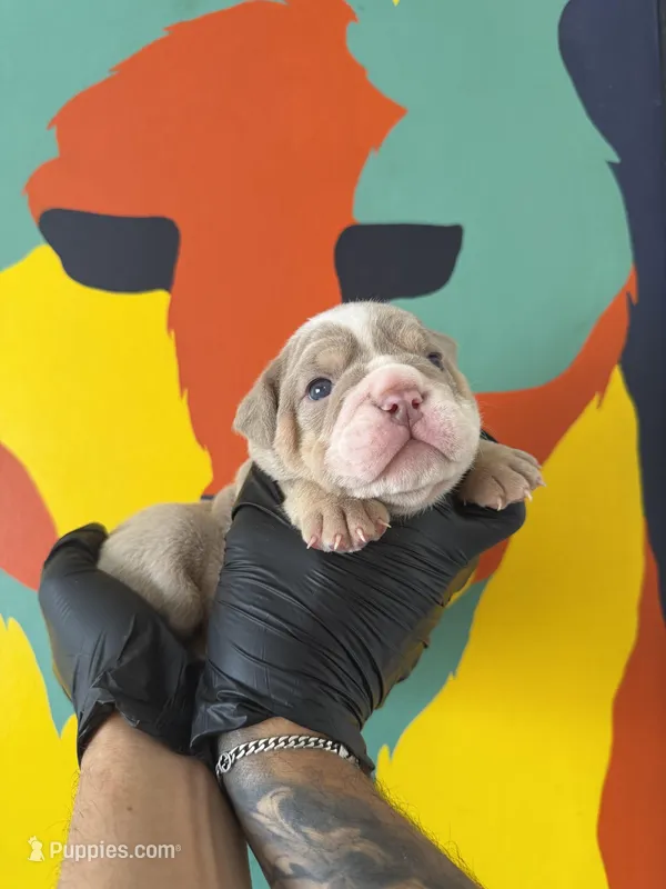Max – English Bulldog puppy for sale in Scottsdale, AZ