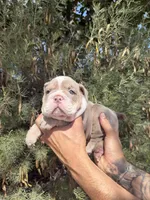 Max, a male English Bulldog for sale in Scottsdale, AZ – Photo 7 of 8