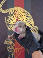 Max, a male English Bulldog for sale in Scottsdale, AZ – Photo 9 of 9