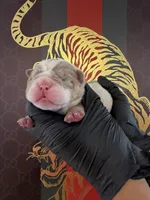 Max, a male English Bulldog for sale in Scottsdale, AZ – Photo 2 of 9