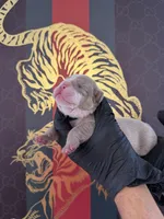 Max, a male English Bulldog for sale in Scottsdale, AZ – Photo 1 of 9