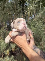 Max, a male English Bulldog for sale in Scottsdale, AZ – Photo 5 of 8