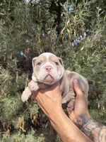 Max, a male English Bulldog for sale in Scottsdale, AZ – Photo 4 of 8