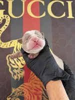 Max, a male English Bulldog for sale in Scottsdale, AZ – Photo 3 of 9