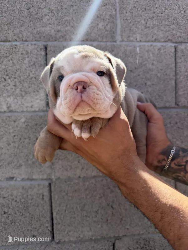 Felix  – English Bulldog puppy for sale in Scottsdale, AZ