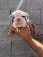 Felix , a male English Bulldog for sale in Scottsdale, AZ – Photo 1 of 8