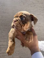 Bomber ll, a male English Bulldog for sale in Scottsdale, AZ – 6 of 6