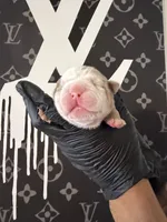 Felix , a male English Bulldog for sale in Scottsdale, AZ – Photo 6 of 9