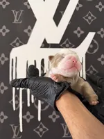 Felix , a male English Bulldog for sale in Scottsdale, AZ – Photo 8 of 9