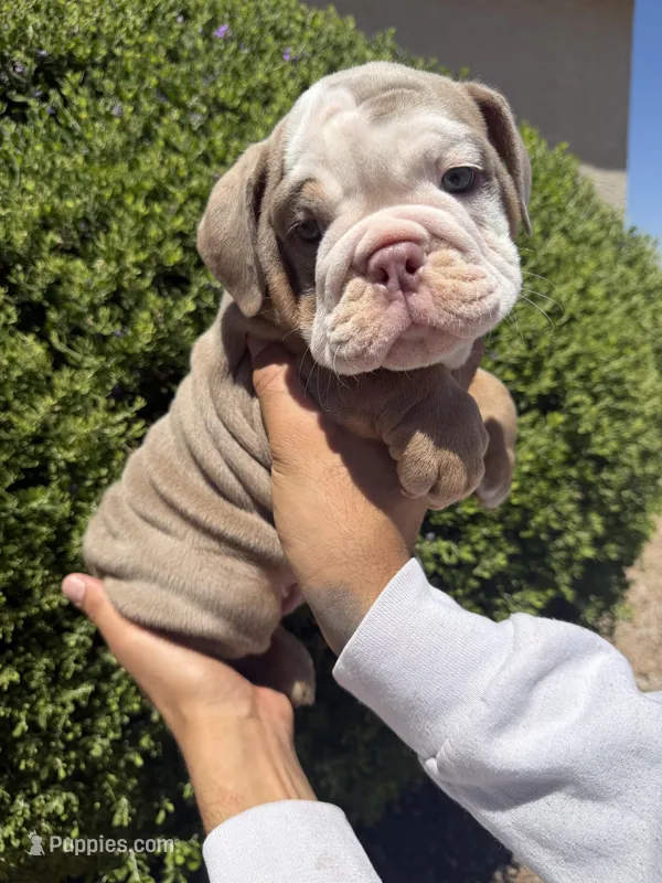 Felix  – English Bulldog puppy for sale in Scottsdale, AZ