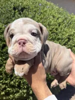 Felix , a male English Bulldog for sale in Scottsdale, AZ – 6 of 9