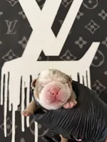 Felix , a male English Bulldog for sale in Scottsdale, AZ – Photo 5 of 9