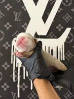 Felix , a male English Bulldog for sale in Scottsdale, AZ – Photo 7 of 9