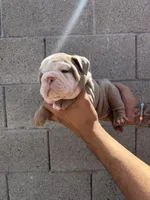 Felix , a male English Bulldog for sale in Scottsdale, AZ – Photo 8 of 8