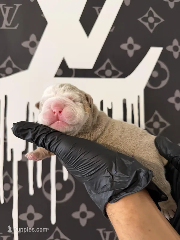 Felix  – English Bulldog puppy for sale in Scottsdale, AZ