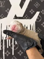 Felix , a male English Bulldog for sale in Scottsdale, AZ – Photo 1 of 9