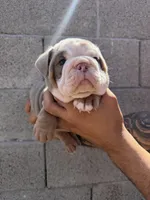 Felix , a male English Bulldog for sale in Scottsdale, AZ – Photo 2 of 8