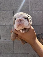 Felix , a male English Bulldog for sale in Scottsdale, AZ – Photo 4 of 8