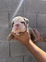 Felix , a male English Bulldog for sale in Scottsdale, AZ – Photo 7 of 8