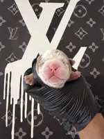 Felix , a male English Bulldog for sale in Scottsdale, AZ – Photo 3 of 9