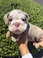 Felix , a male English Bulldog for sale in Scottsdale, AZ – 5 of 9