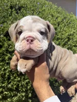 Felix , a male English Bulldog for sale in Scottsdale, AZ – 7 of 9