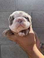 Felix , a male English Bulldog for sale in Scottsdale, AZ – Photo 5 of 8