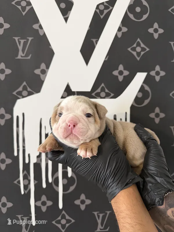 Felix  – English Bulldog puppy for sale in Scottsdale, AZ