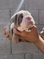 Felix , a male English Bulldog for sale in Scottsdale, AZ – Photo 6 of 8
