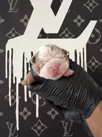 Felix , a male English Bulldog for sale in Scottsdale, AZ – Photo 2 of 9