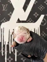 Felix , a male English Bulldog for sale in Scottsdale, AZ – Photo 4 of 9