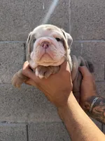 Felix , a male English Bulldog for sale in Scottsdale, AZ – Photo 3 of 8