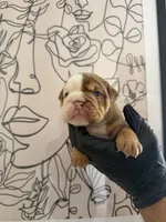 Bella, a female English Bulldog for sale in Scottsdale, AZ – Photo 2 of 6