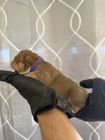 Bella, a female English Bulldog for sale in Scottsdale, AZ – Photo 7 of 7