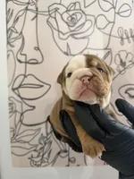 Bella, a female English Bulldog for sale in Scottsdale, AZ – Photo 4 of 6