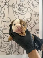 Bella, a female English Bulldog for sale in Scottsdale, AZ – Photo 1 of 6