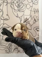 Bella, a female English Bulldog for sale in Scottsdale, AZ – Photo 5 of 6